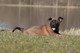 MALINOIS 1020